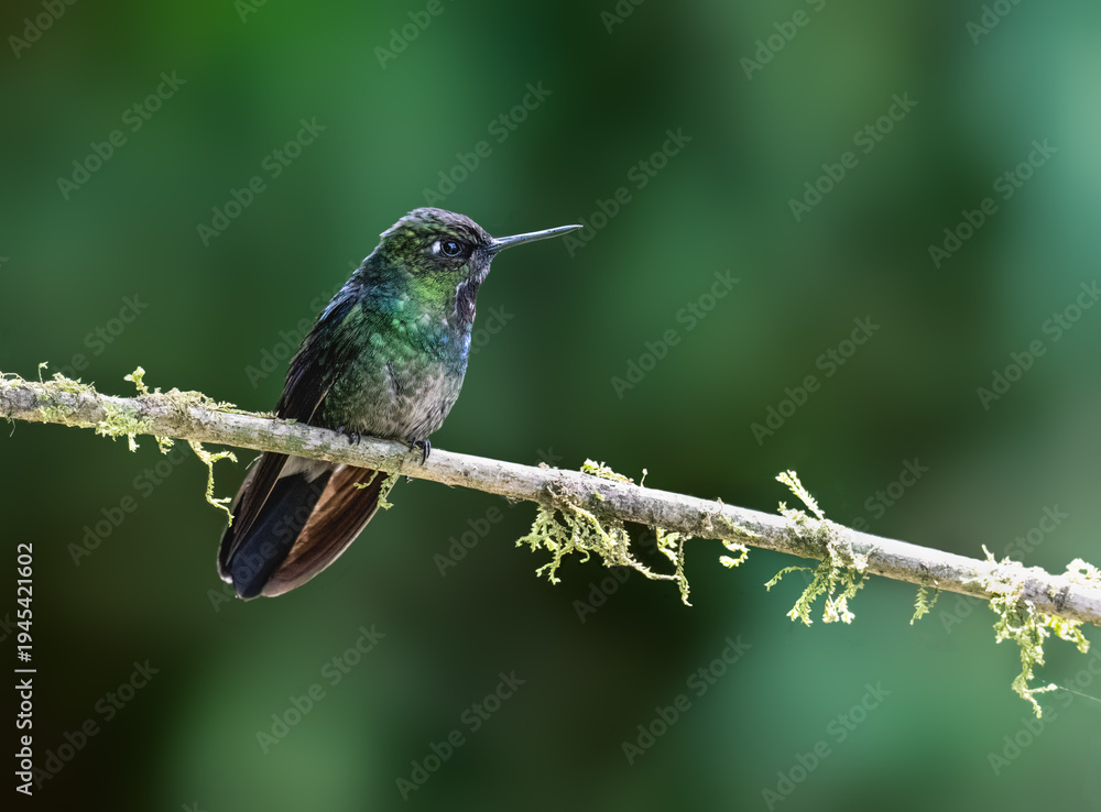 Naklejka premium Tourmaline Sunangel Hummingbird Perched on Mossy Branch in Tropical Forest