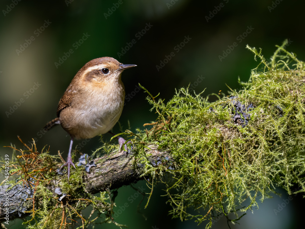 Fototapeta premium Grass Wren Perched On Mossy Lichen Covered Tree Branch