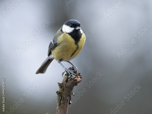Fotografi Kohlmeise (Parus major)