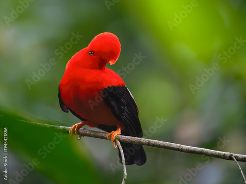 Male Andean Cock-of-the-rock Perched on Branch in Rainforest