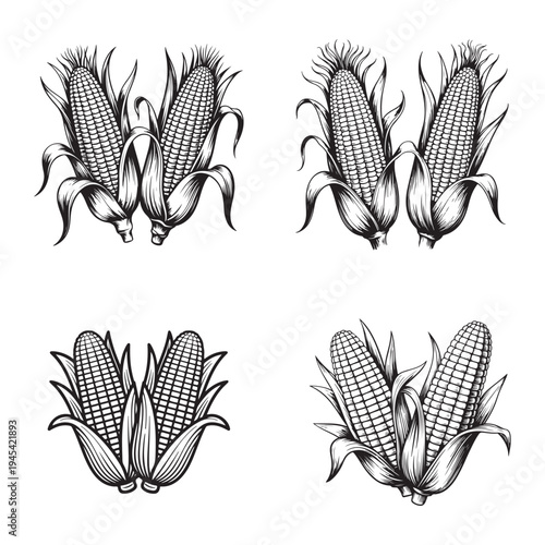Detailed illustration of four corn cobs with husks presented in a striking silhouette high-quality professional