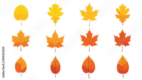 Collection of twelve different autumn leaves in various shapes and warm colors arranged in a grid for fall seasonal decoration and nature design elements.