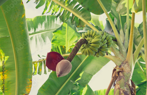 Bunch ripe yellow banana baby, plantation fruits tree in farm .