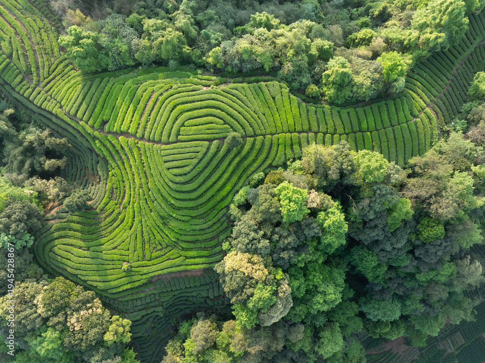 Fototapeta premium Aerial view of beautiful tea crop terrace landscape in China