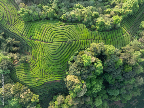 Aerial view of beautiful tea crop terrace landscape in China