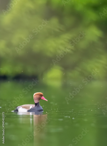 Red crested Pochard duck swimming Hovorany pond Czechia