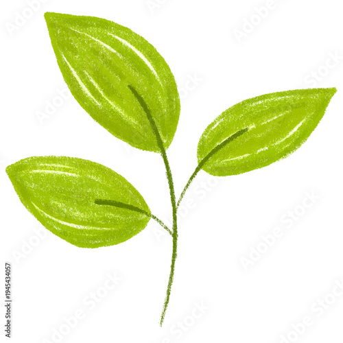 Leaf hand drawn with crayon textured illustration.