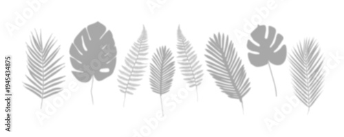 shadow from plant branches on white isolated background close-up