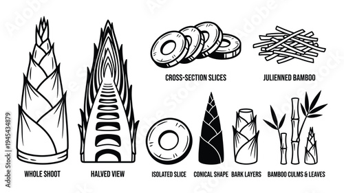 Bamboo plant components showing whole shoot halved view slices and culms vector graphics