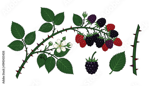 Blackberry branch with ripe berries green leaves and white blossoms on transparent background