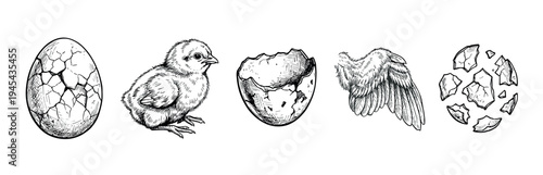Hand-drawn sketch collection of a chick hatching from an egg, showing the life cycle with a cracked shell, newborn bird, broken egg, and a wing in a vintage engraving style