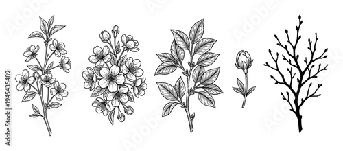 Set of hand-drawn botanical illustrations featuring cherry blossoms, leaves, a flower bud, and a bare branch in a detailed black and white vintage engraving ink sketch style