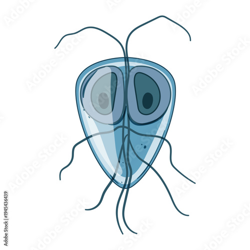 Giardia intestinalis protozoan parasite causes giardiasis, an intestinal infection affecting humans and animals, living in contaminated water and food sources