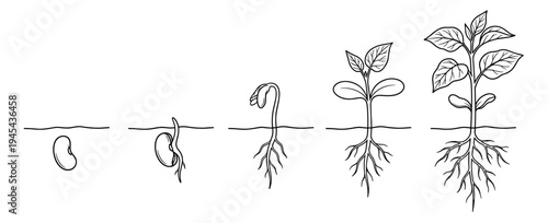 Plant growth stages illustration showing germination from a single seed to a young plant with roots and leaves, a hand-drawn black and white line art diagram for education