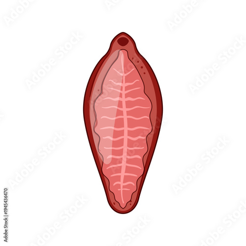 Parasite structure presenting internal anatomy of a fluke, illustrating biological characteristics of a parasitic organism in medical and educational contexts