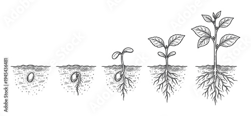 Plant growth stages from seed to sprout in a hand-drawn vintage engraving style illustration showing the life cycle of germination with roots developing in the soil