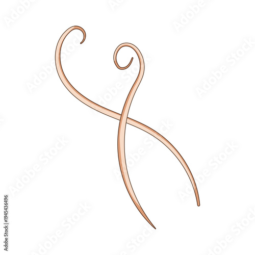 Nematode parasite - roundworm - isolated on white background, slender curled worm illustration for medical, microbiology and healthcare use, microscopic pathogen concept image