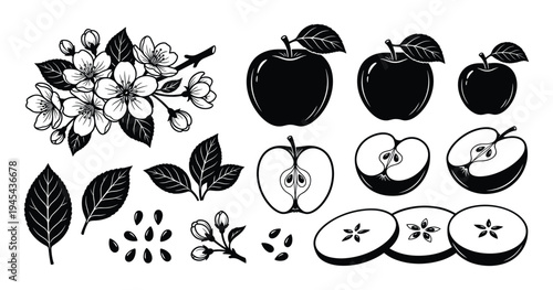 Apple fruit botanical set with blossoms leaves seeds and sliced cross sections icons