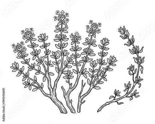 Drawing of thyme herb, showing plant with blooming flowers and individual branch, ready for seasoning