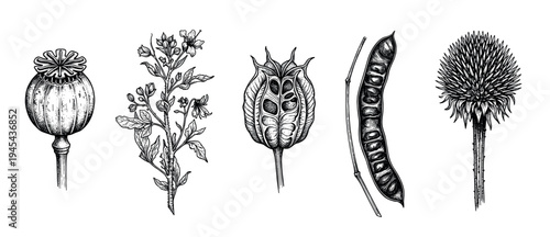 Five vintage botanical illustrations of poisonous plants including poppy, henbane, nigella, and thistle, drawn in a detailed black and white engraving style for scientific study
