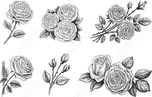 Vintage rose flower sketch collection, hand drawn botanical rosebud elements, romantic floral bouquet, woodcut style rose vector design