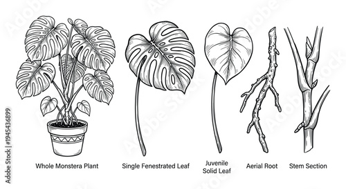 Monstera plant anatomy diagram with fenestrated leaf juvenile foliage and stem