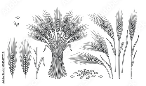 Detailed line art illustration of wheat stalks and grain bundle