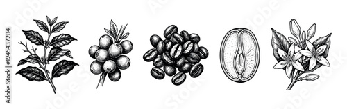 Hand-drawn set of coffee plant illustrations showing the life cycle from flower and berry to roasted bean in a detailed vintage black and white engraving style