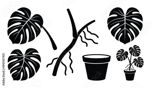 Monstera plant elements vector isolated on transparent background