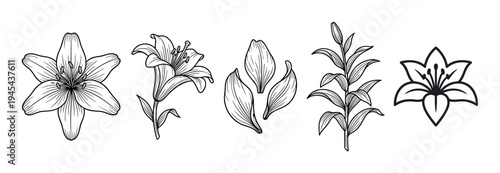 Set of hand-drawn lily flower illustrations in a black and white line art style, featuring blooming flowers from different angles, petals, stems, and leaves