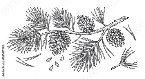 Pine branch with cones and needles vector illustration