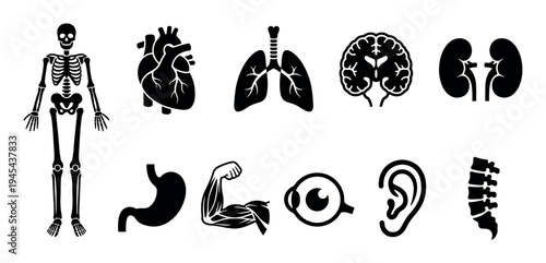 Set of black human anatomy icons showing the skeleton, heart, lungs, brain, kidneys, stomach, muscle, eye, ear, and spine in a simple flat silhouette style for medical illustration