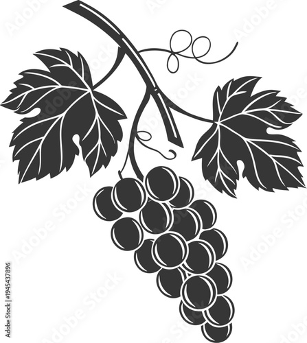vector illustration of grapes