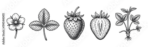 Hand-drawn strawberry botanical illustration set showing the flower, leaf, whole fruit, half fruit, and entire plant in a vintage black and white engraving style