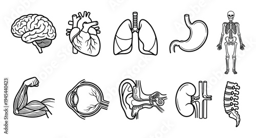 Human anatomy and internal organs icon set with brain, heart, lungs, stomach, skeleton, muscle, eye, ear, kidney, and spine presented in a minimalist black line art schematic style