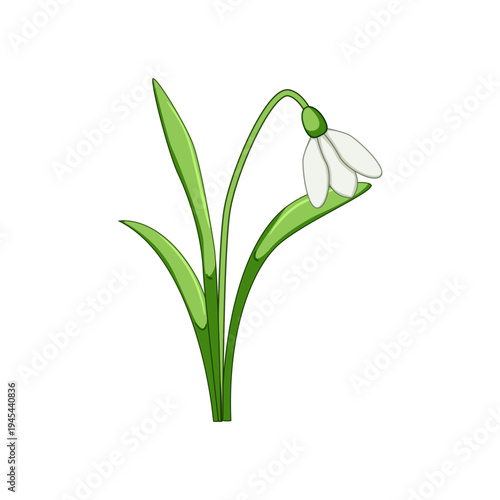 Snowdrop flower icon representing spring, new growth, and fresh beginnings with white petals and green leaves, perfect for seasonal designs and nature themed projects on a clean white background