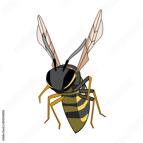 Striped wasp with thin wings and antennae, poised on white background, close up vector illustration highlighting black and yellow markings, menace and entomology detail