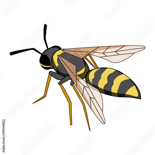 Wasp, a common flying insect, features black and yellow stripes on its body, delicate transparent wings, and long thin legs with antennae, highlighting its distinctive appearance