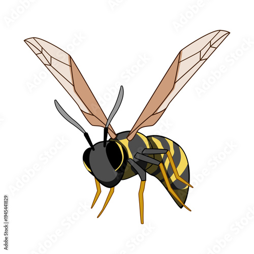 Wasp with bold yellow and black stripes, translucent wings and antennae, depicted mid flight against a white background close up vector style studio illustration