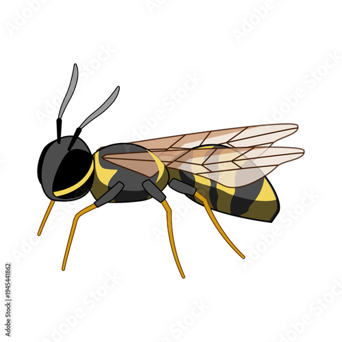 Colorful digital illustration of a yellow and black wasp with detailed wings and legs on a white background, ideal for educational materials and nature themed designs