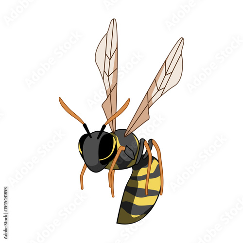 Wasp, a striped flying insect, featuring prominent wings, antennae, and a segmented body with characteristic black and yellow markings, illustrated on a clean white background
