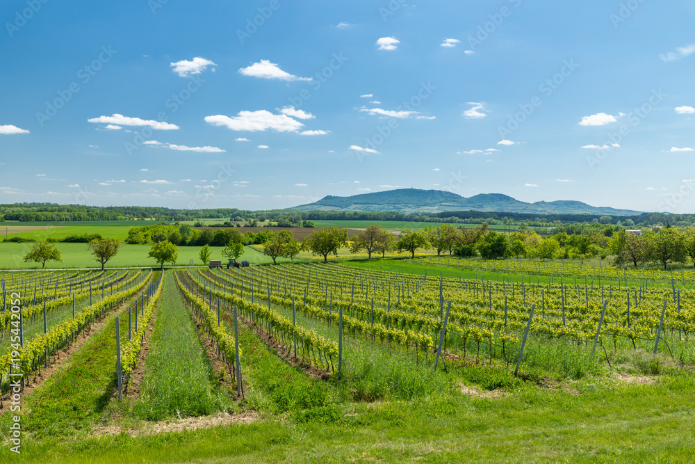 Naklejka premium Vineyard rows in Ivan, South Moravia with Palava hills