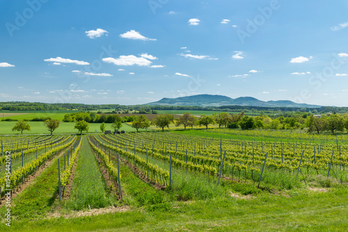 Vineyard rows in Ivan, South Moravia with Palava hills