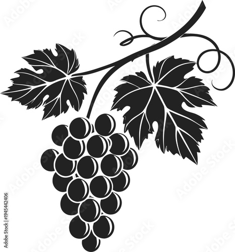 bunch of grapes vector illustration