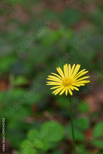 A single yellow flower in a forest