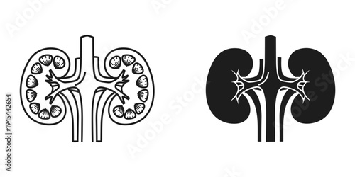 Kidney anatomy vector illustration, human organ flat design