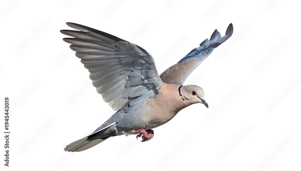 Obraz premium A bird, dove-like, soars in mid-air, wings spread, exhibiting feathers of gray, tan, and pink, isolated on white background