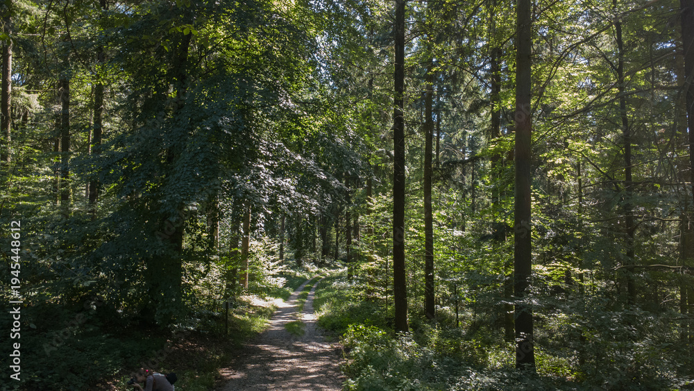 Obraz premium Sunlit winding forest trail beneath dense green canopy