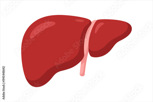 Vibrant Illustration of a Human Liver, Essential Internal Organ for Health
