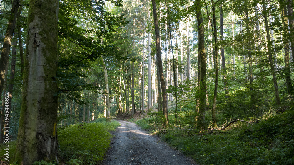 Obraz premium Sunlit winding forest pathway through dense temperate woodland landscape